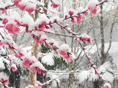 禁止通行！以雪为令！